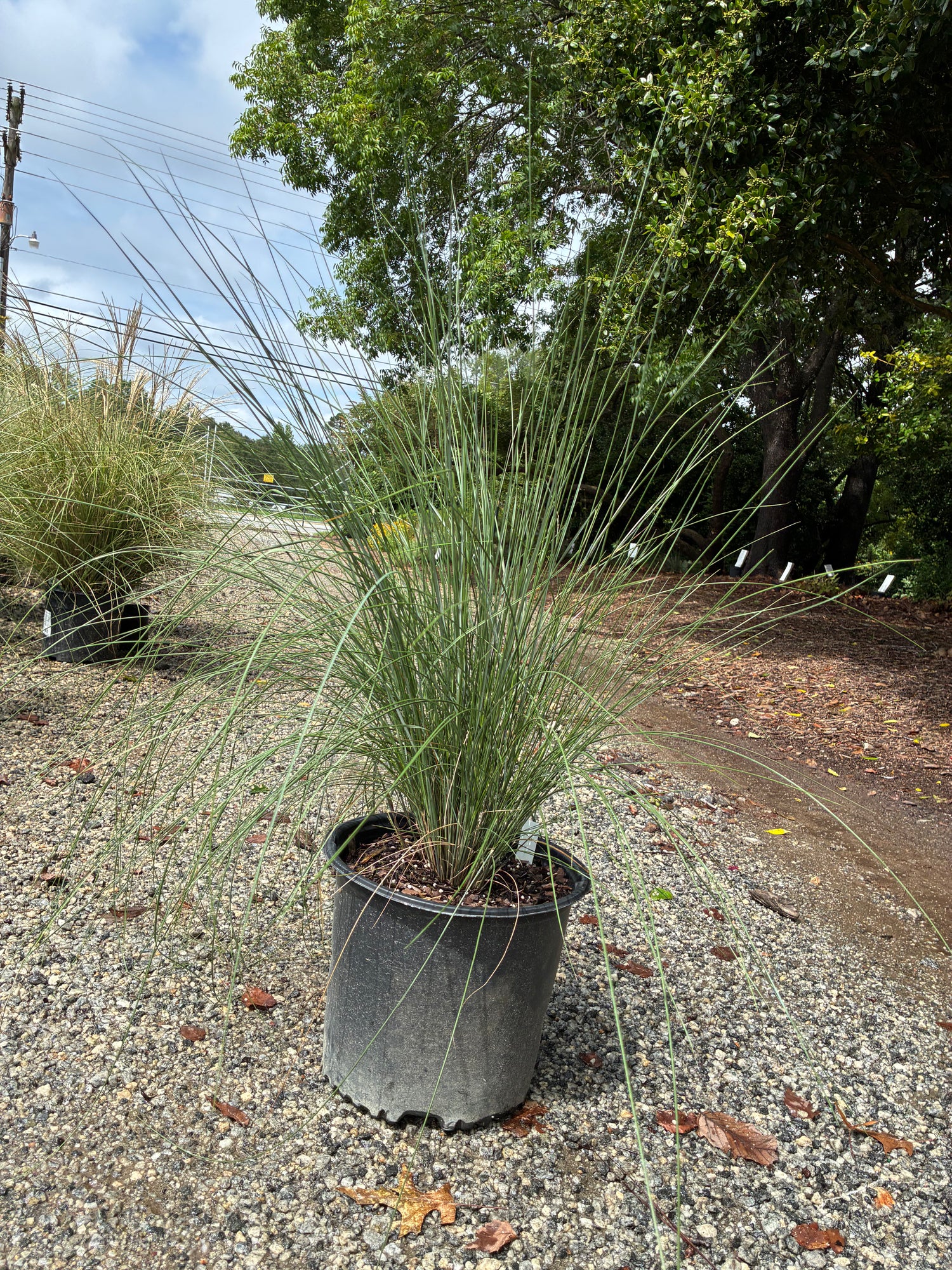 Pink Muhly Grass