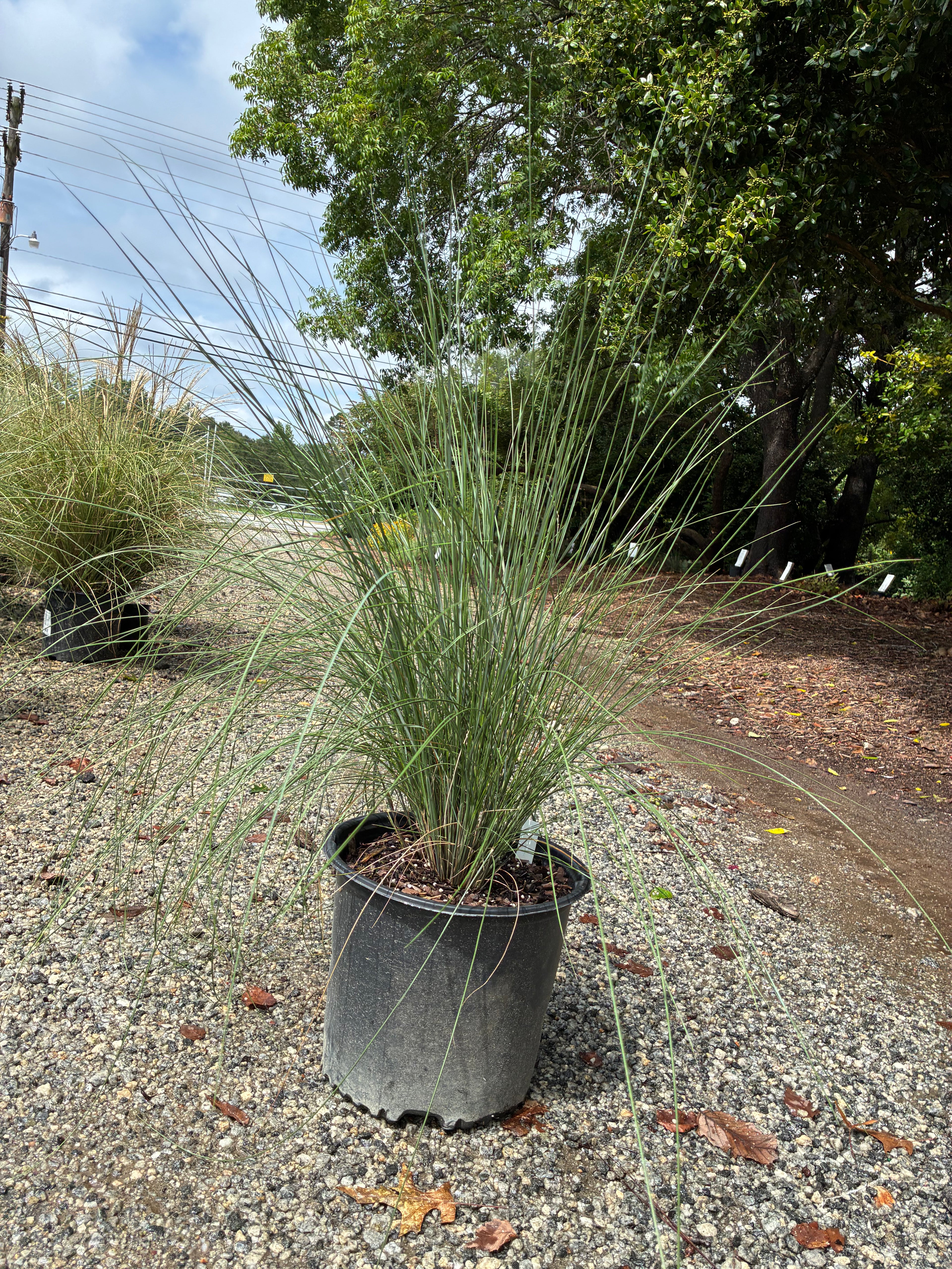 Pink Muhly Grass