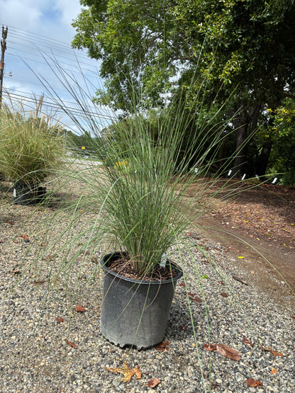 Pink Muhly Grass