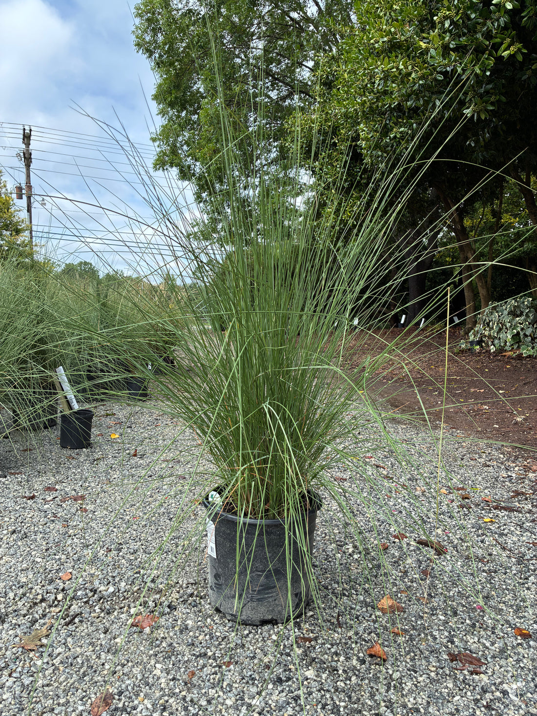 White Cloud Muhly Grass