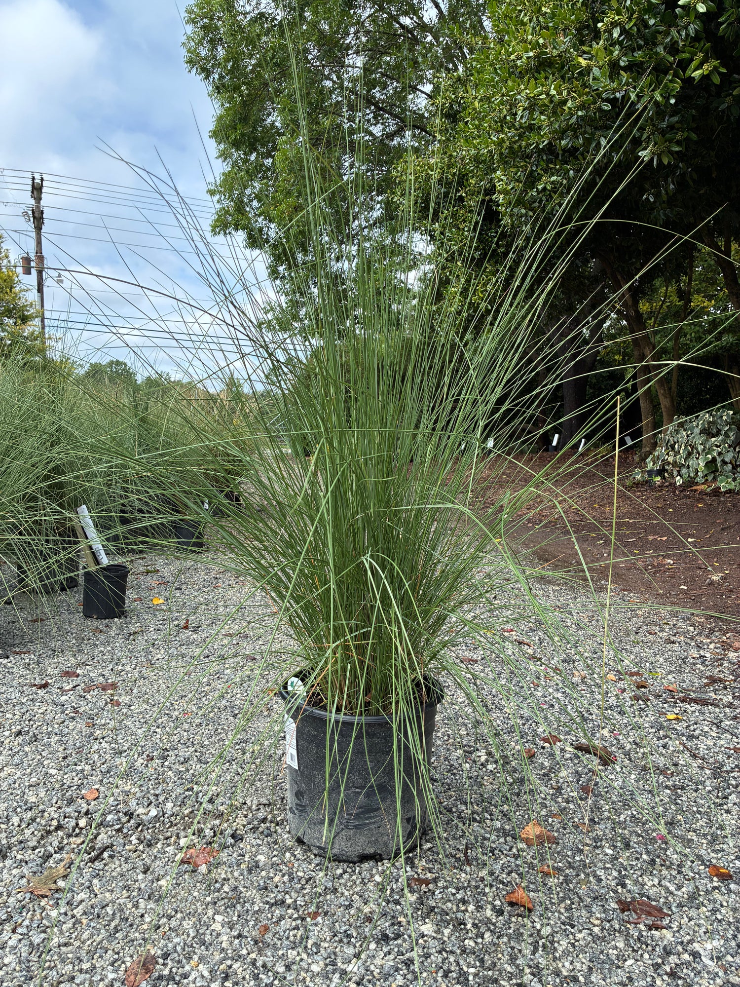 White Cloud Muhly Grass