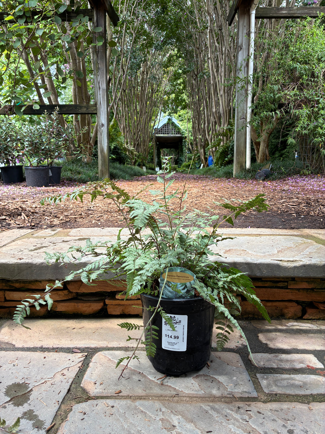 Japanese Painted Fern