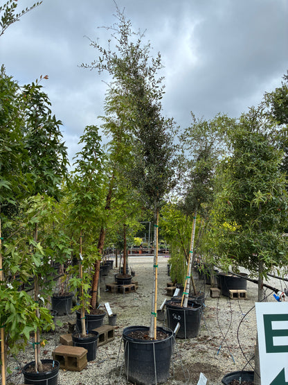 Live Oak