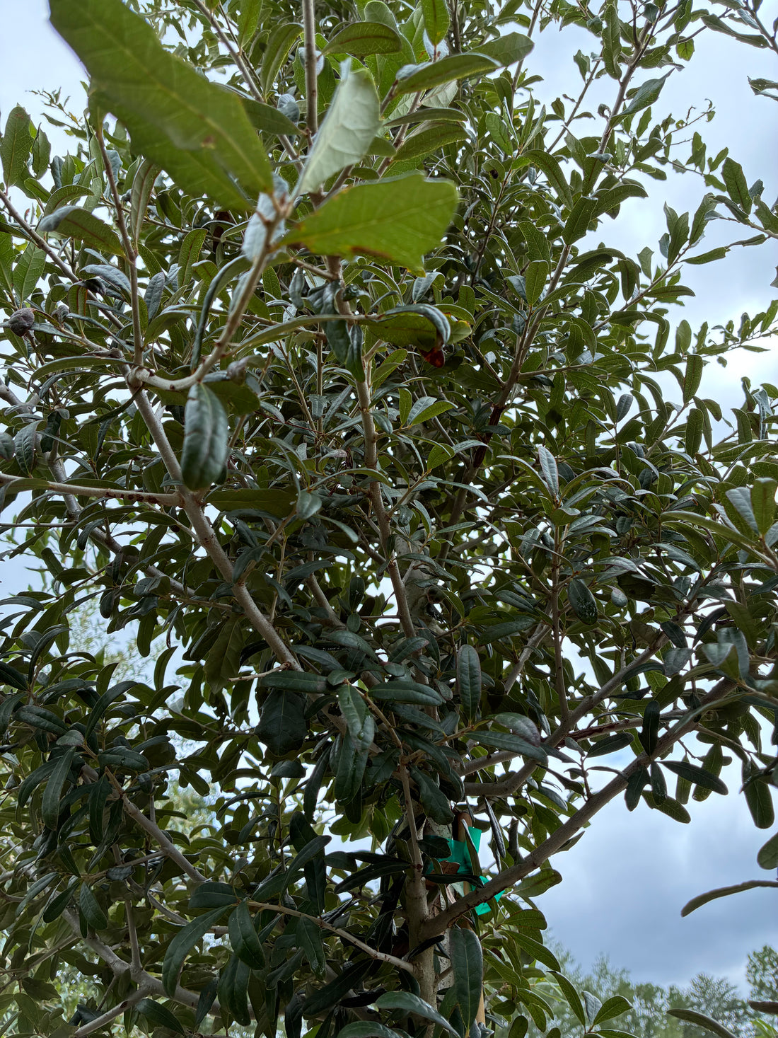 Live Oak