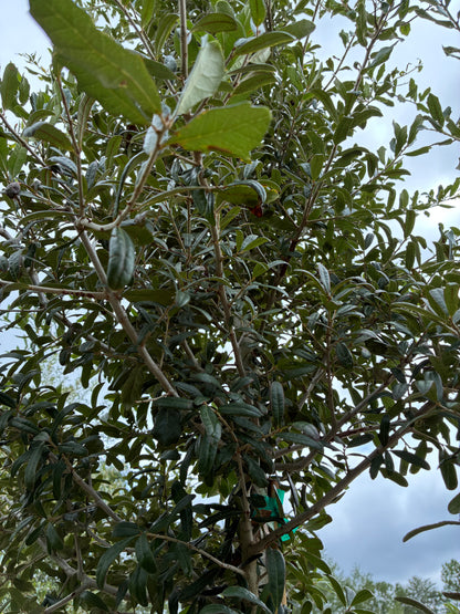 Live Oak