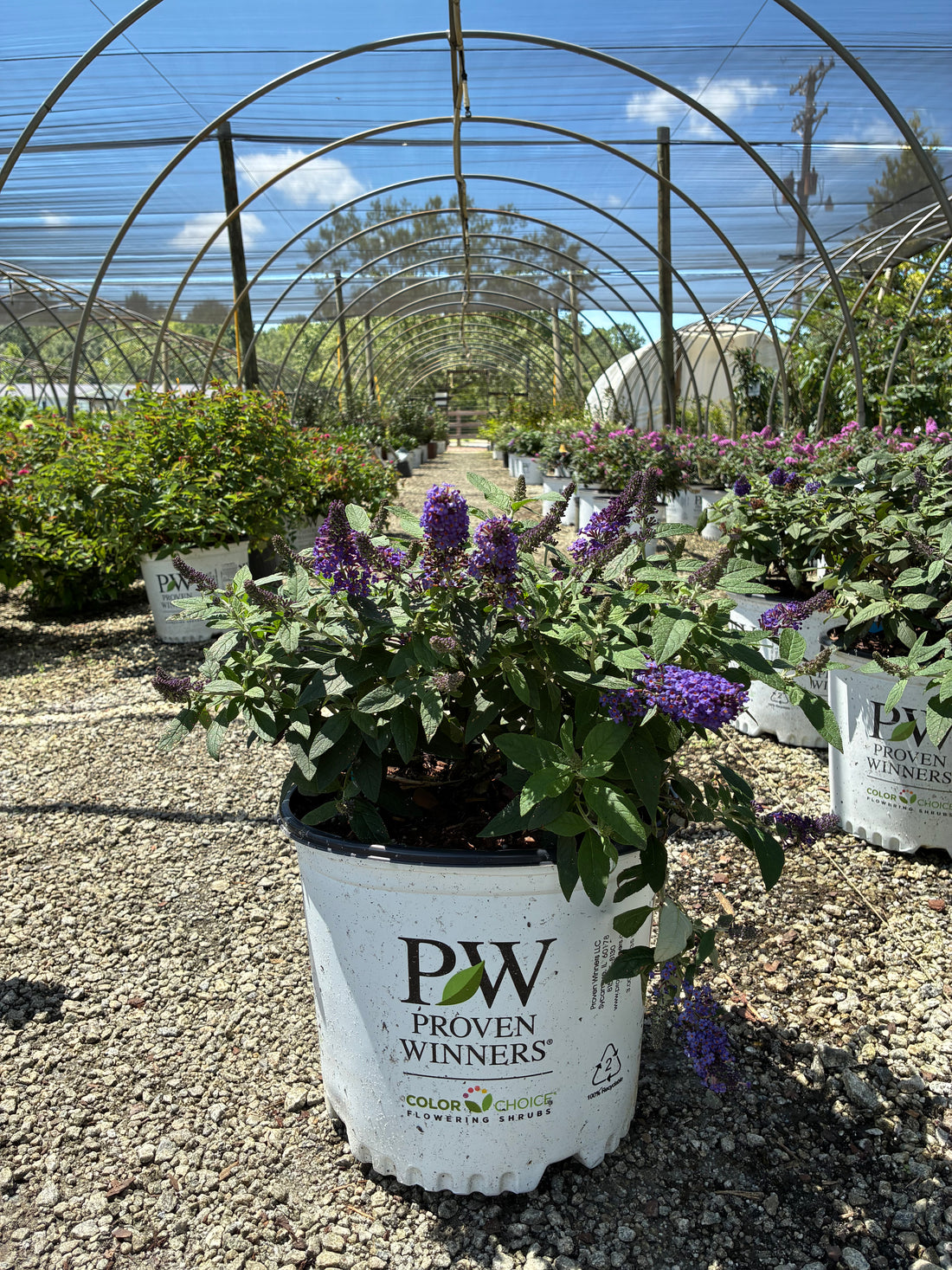 Pugster Blue Butterfly Bush 3 Gal