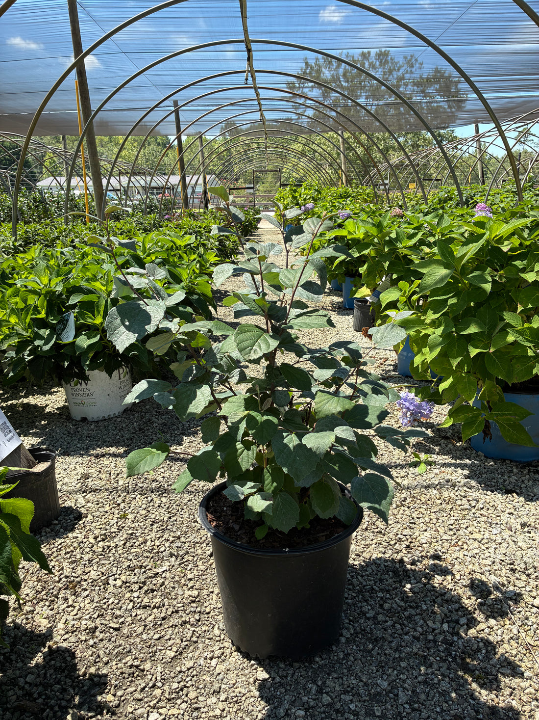 Blue Shadow Fothergilla 3 Gal