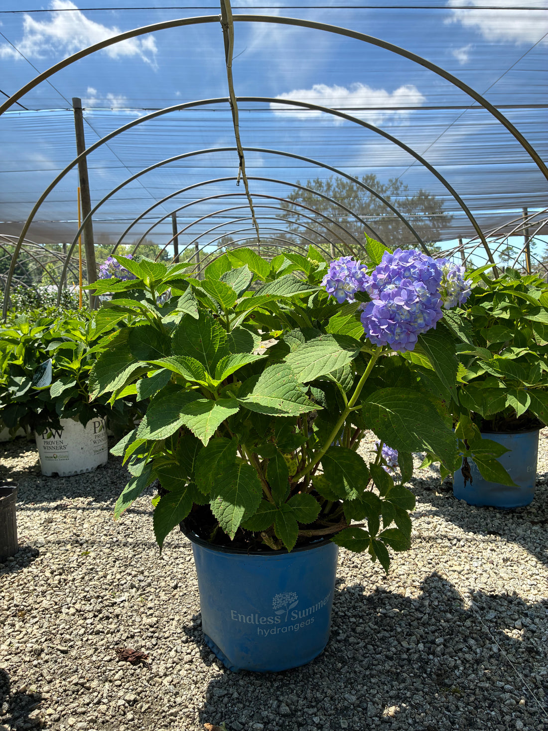 Endless Summer Hydrangea 2&amp;3 Gal