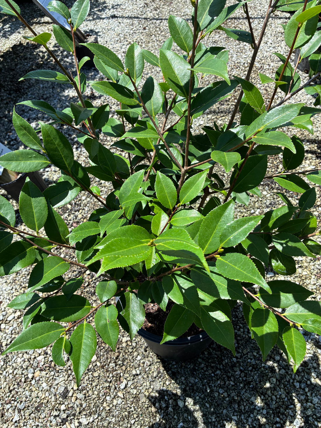 High Fragrance Camellia