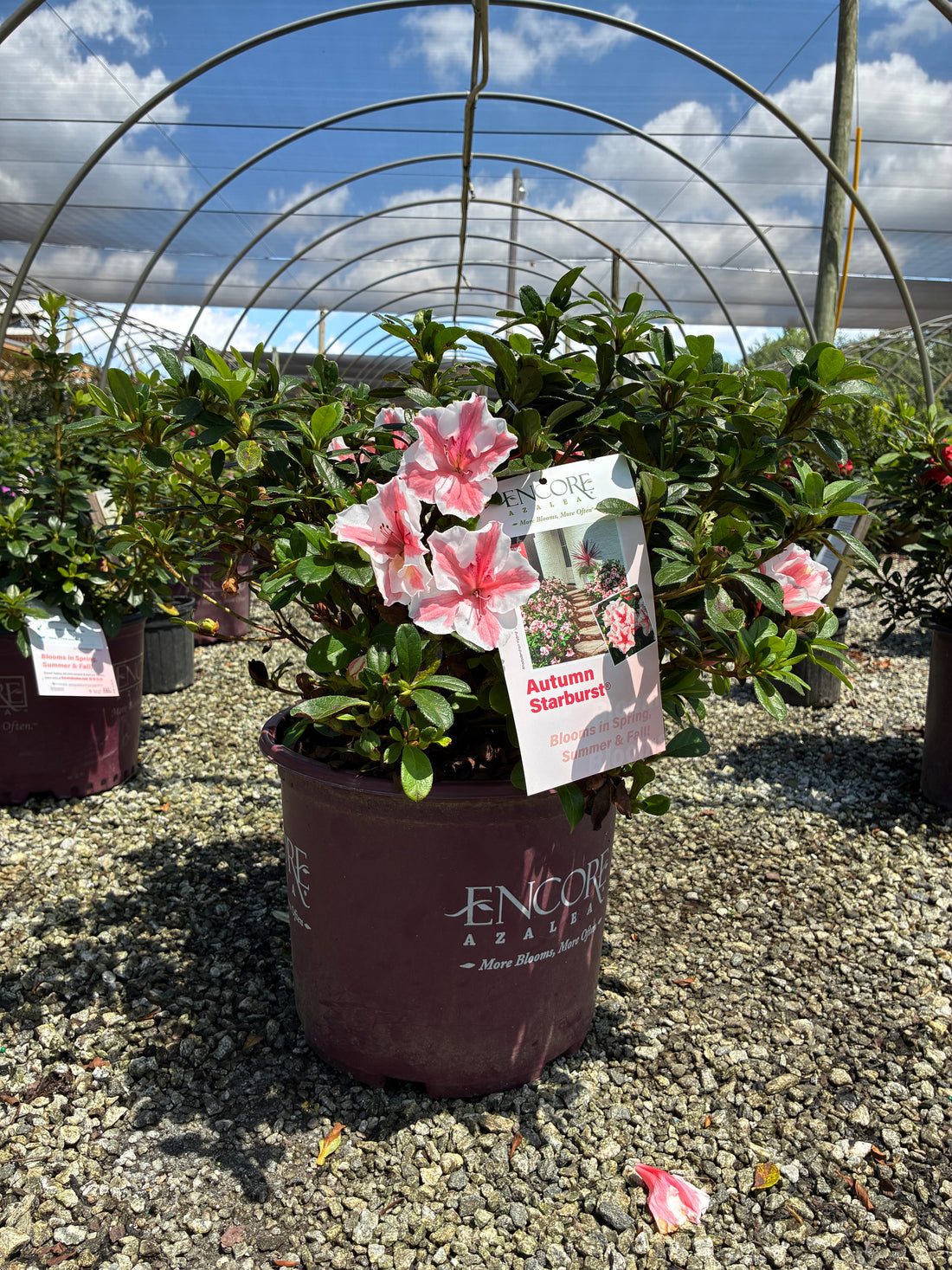 Autumn Starburst Encore Azalea 2&amp;3 Gal