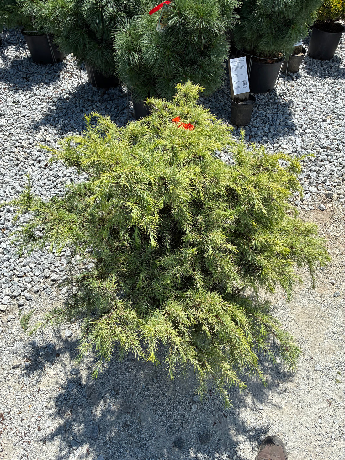 Silver Mist Deodar Cedar