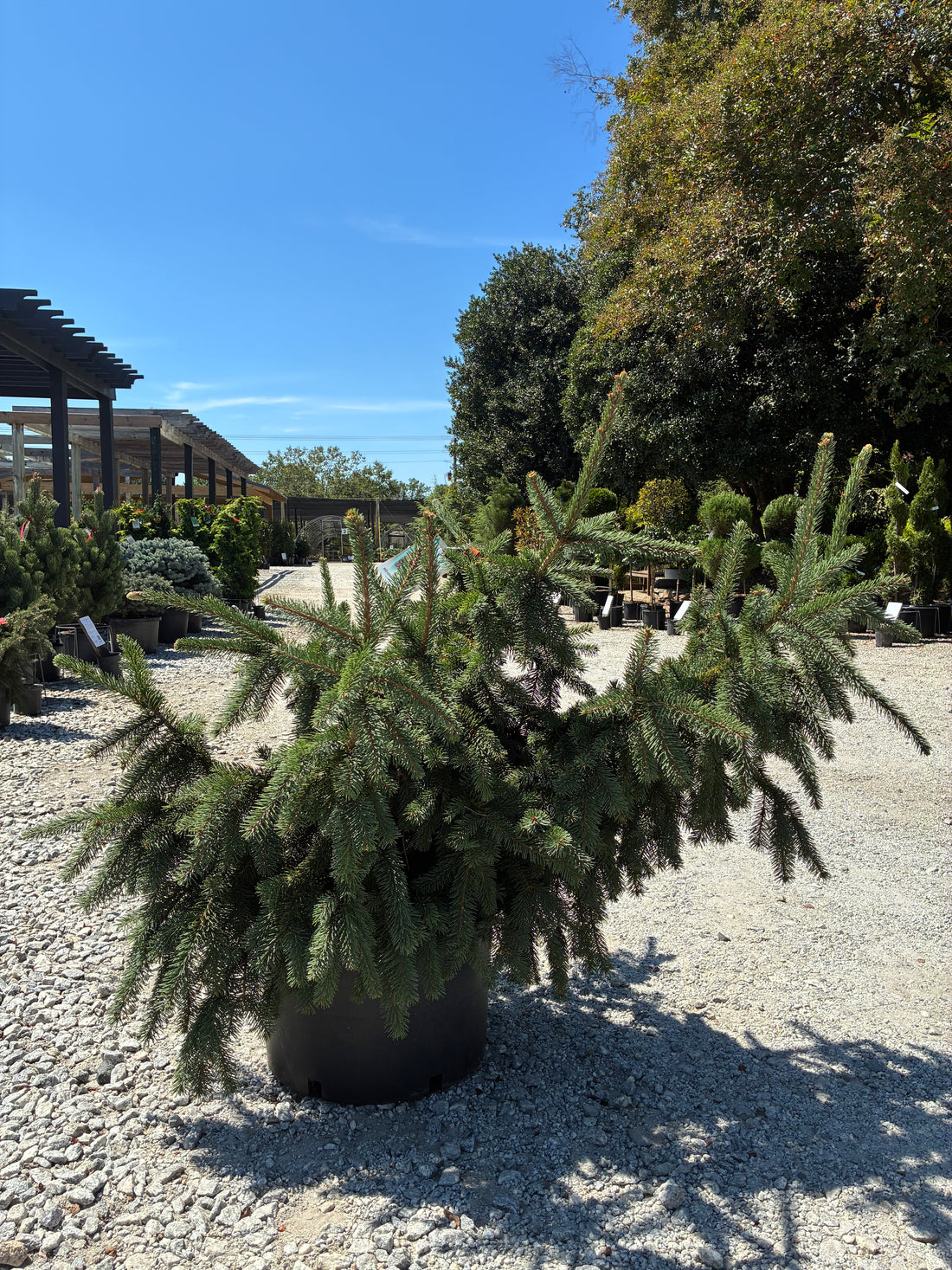Acrocona Norway Spruce