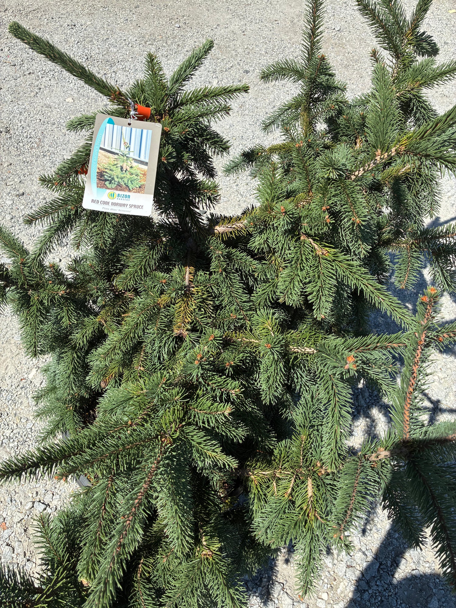 Acrocona Norway Spruce