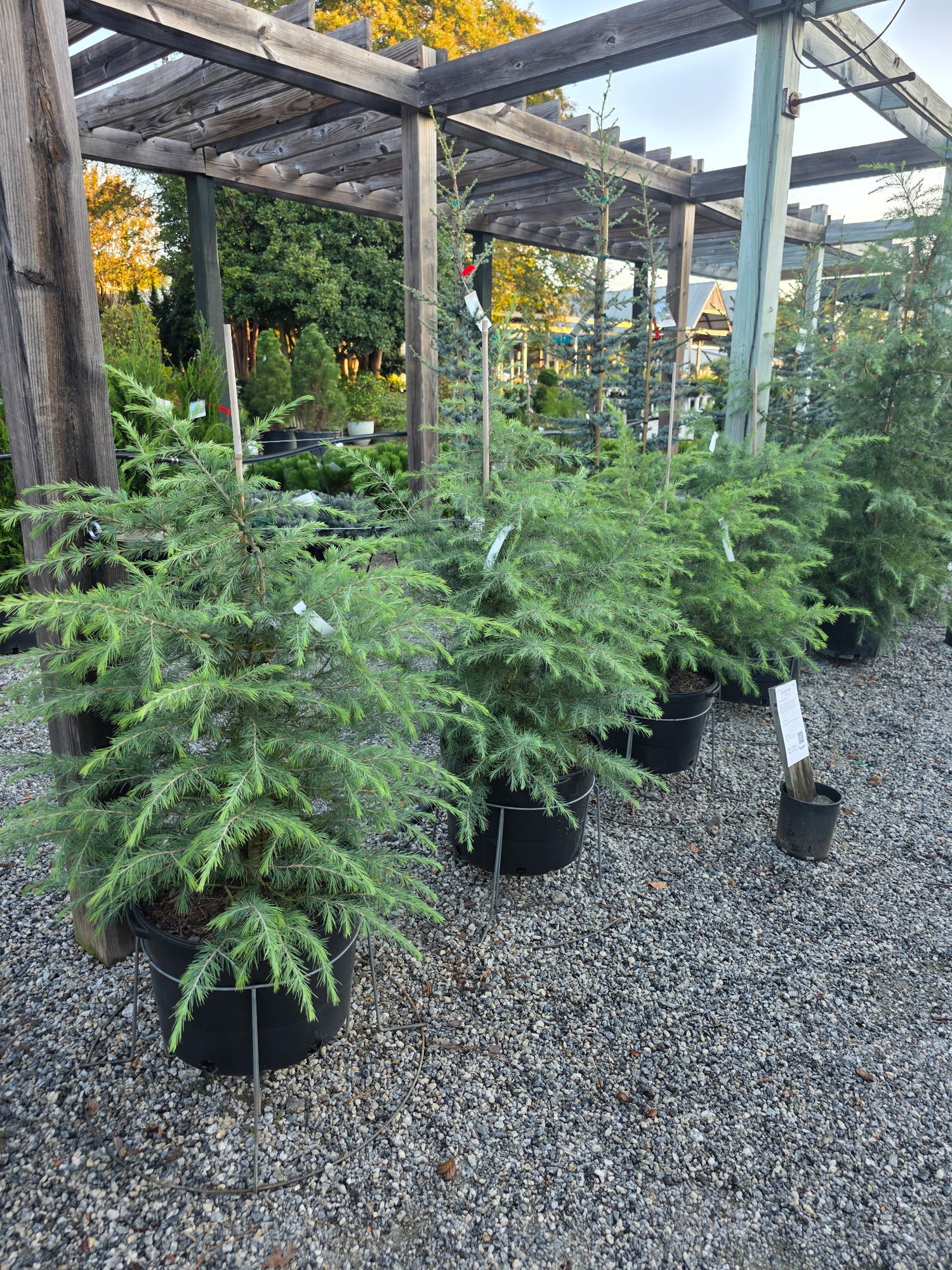 Deodar Cedar