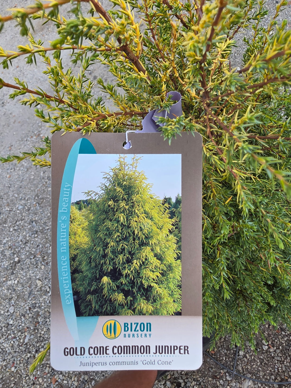 Gold Cone Juniper 3 Gal