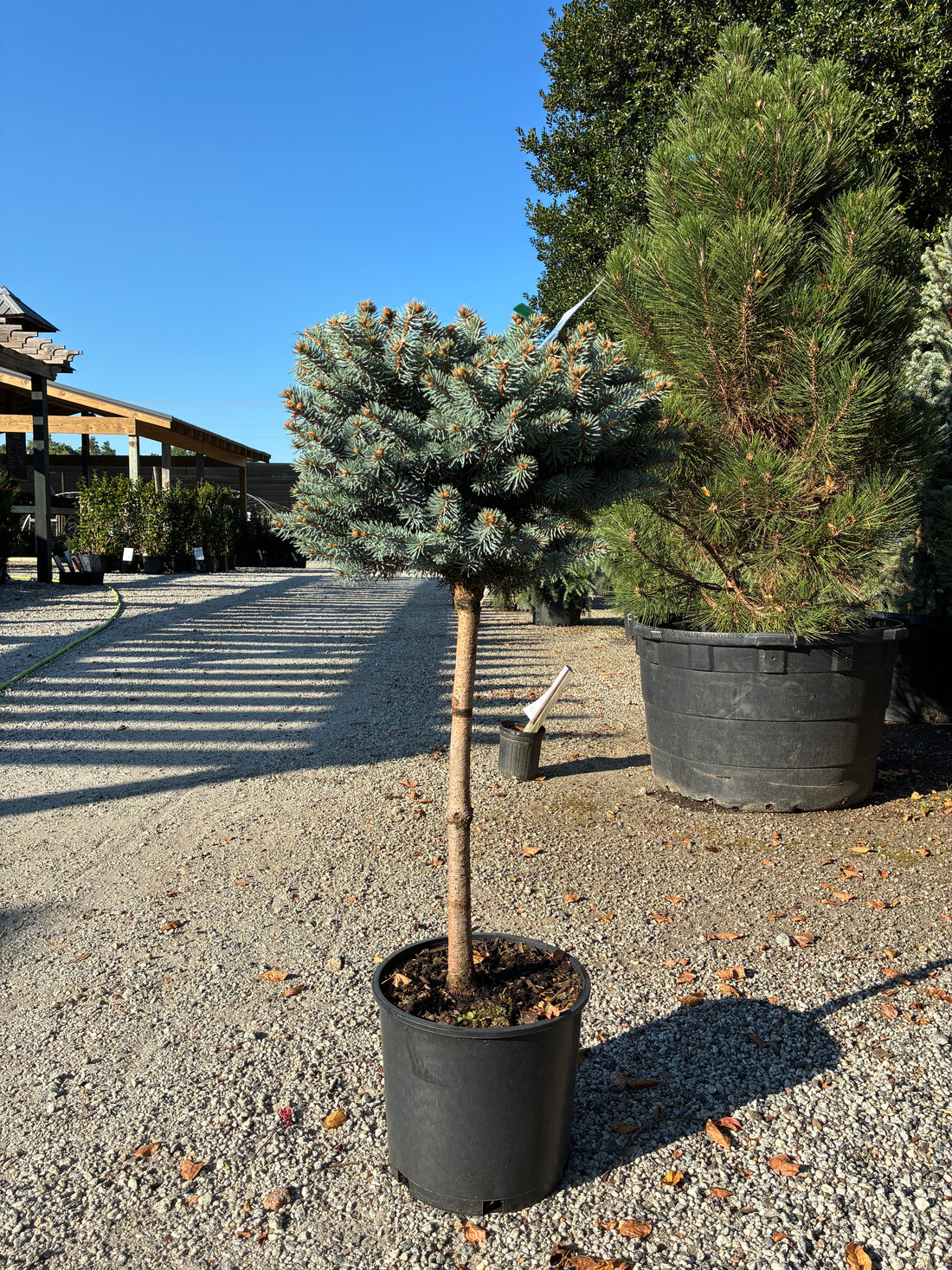 Globosa Blue Spruce Topiary