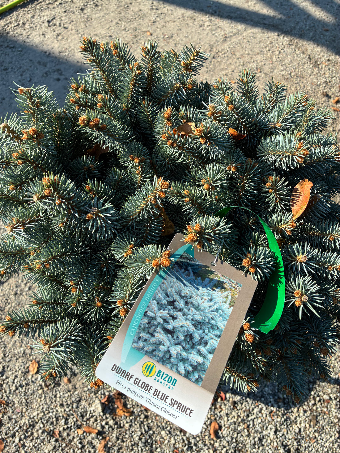 Globosa Blue Spruce Topiary