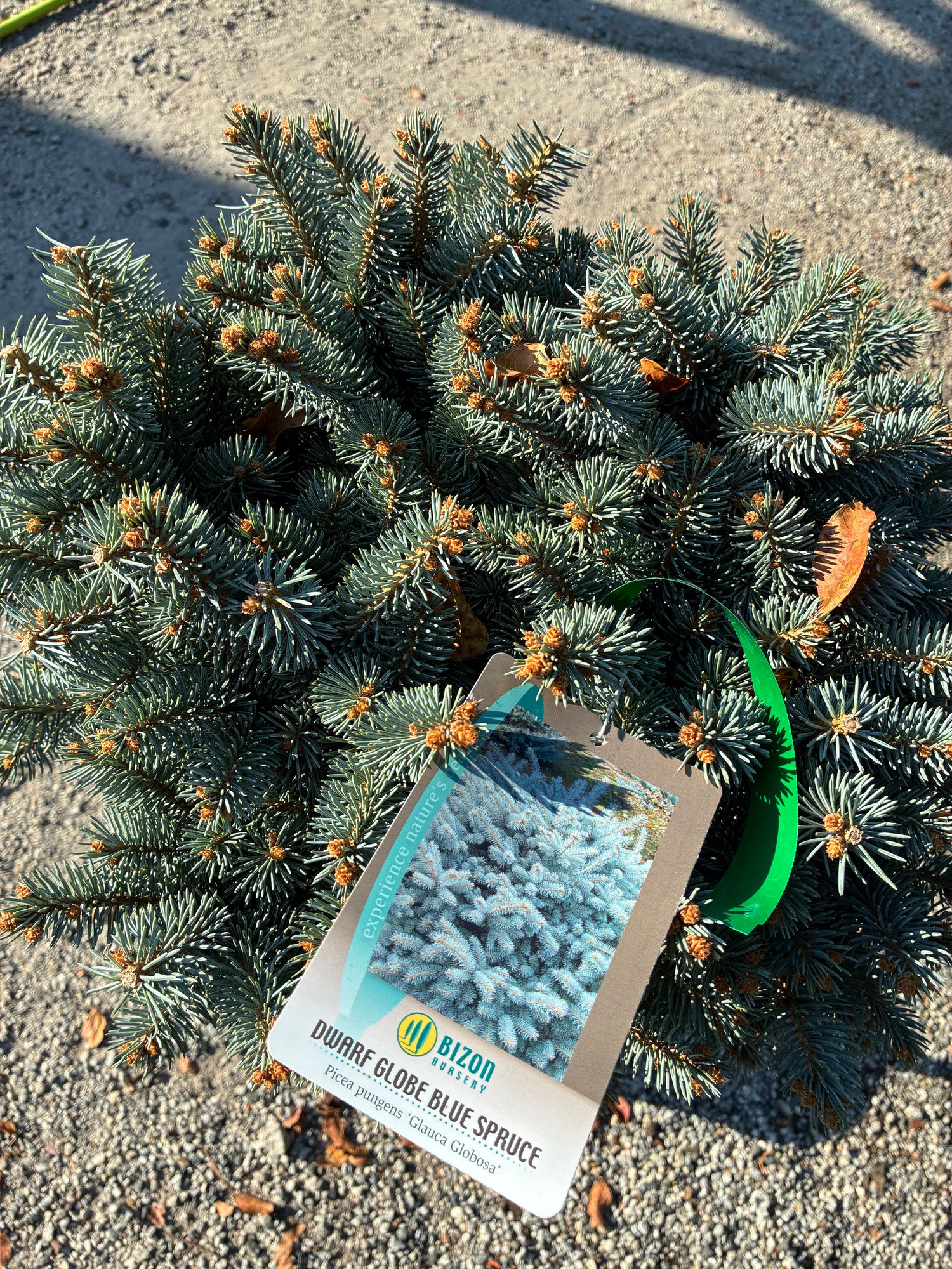 Globosa Blue Spruce Topiary