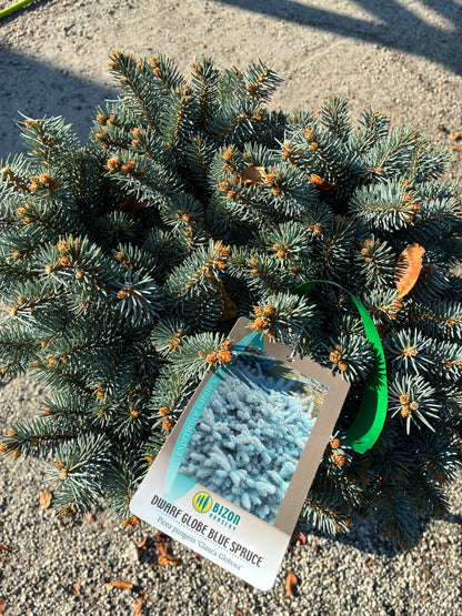 Globosa Blue Spruce Topiary