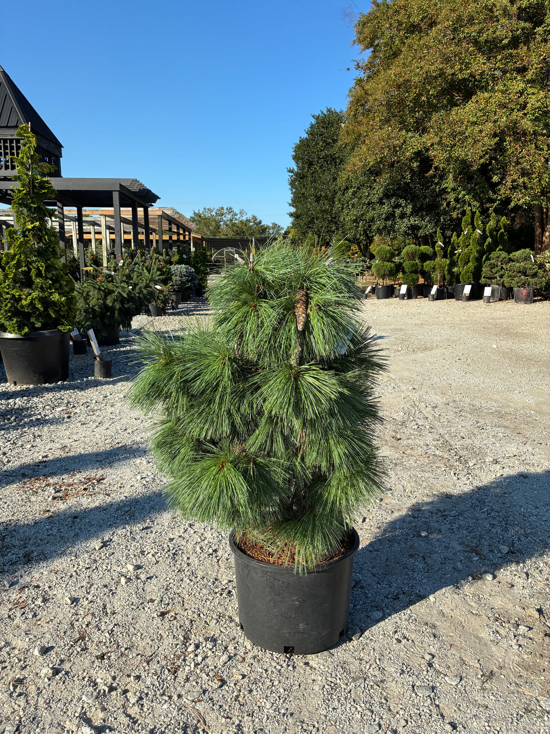 Wiethorst Pine