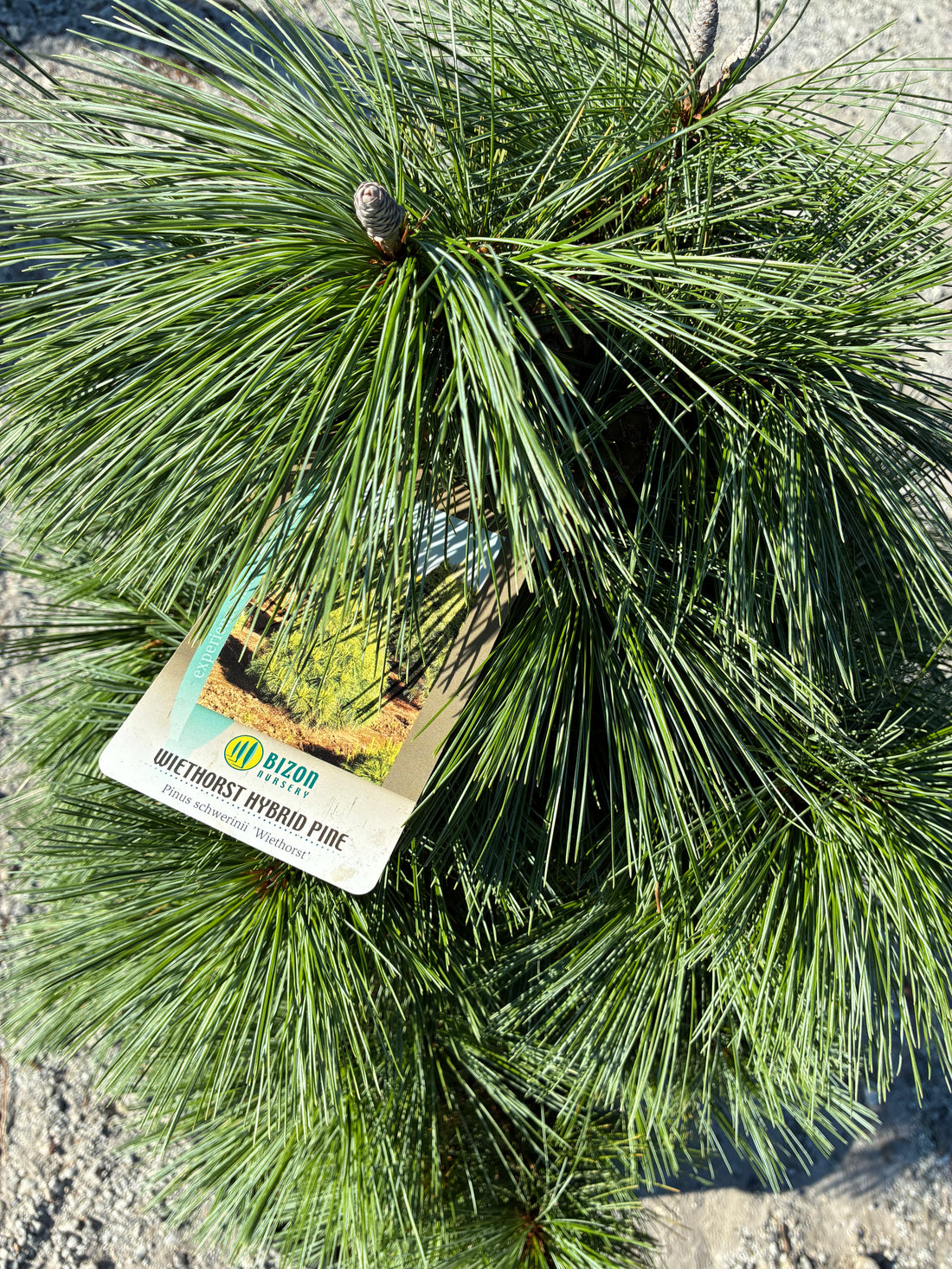 Wiethorst Pine