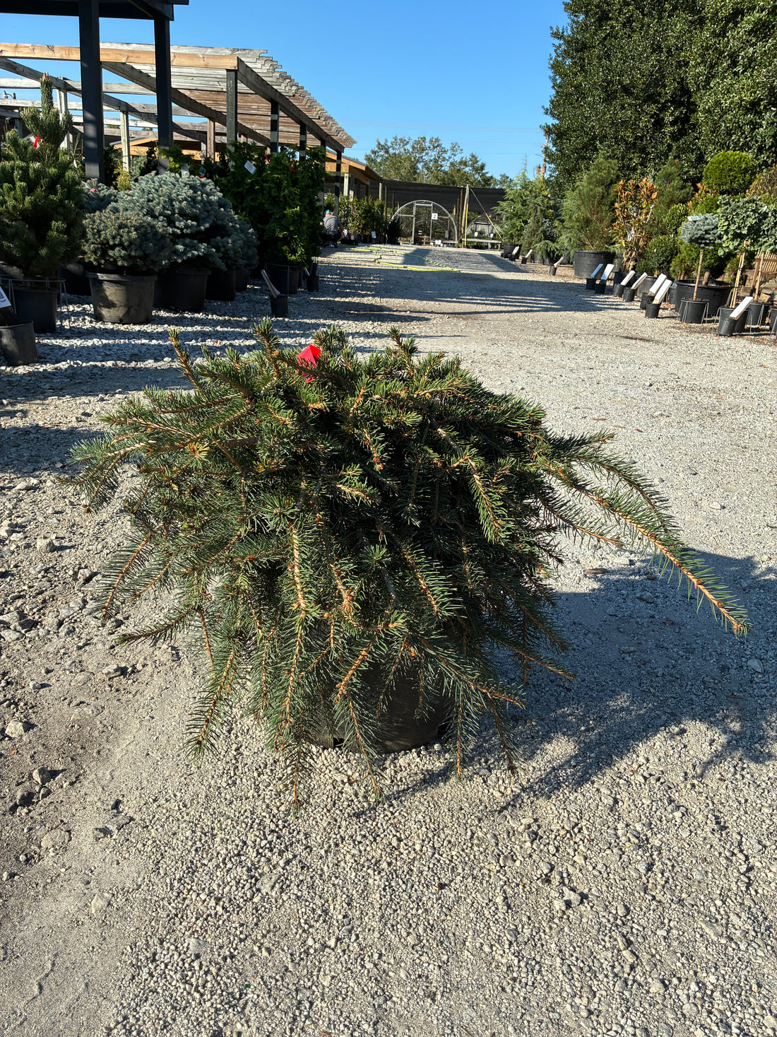 Formanek Norway Spruce