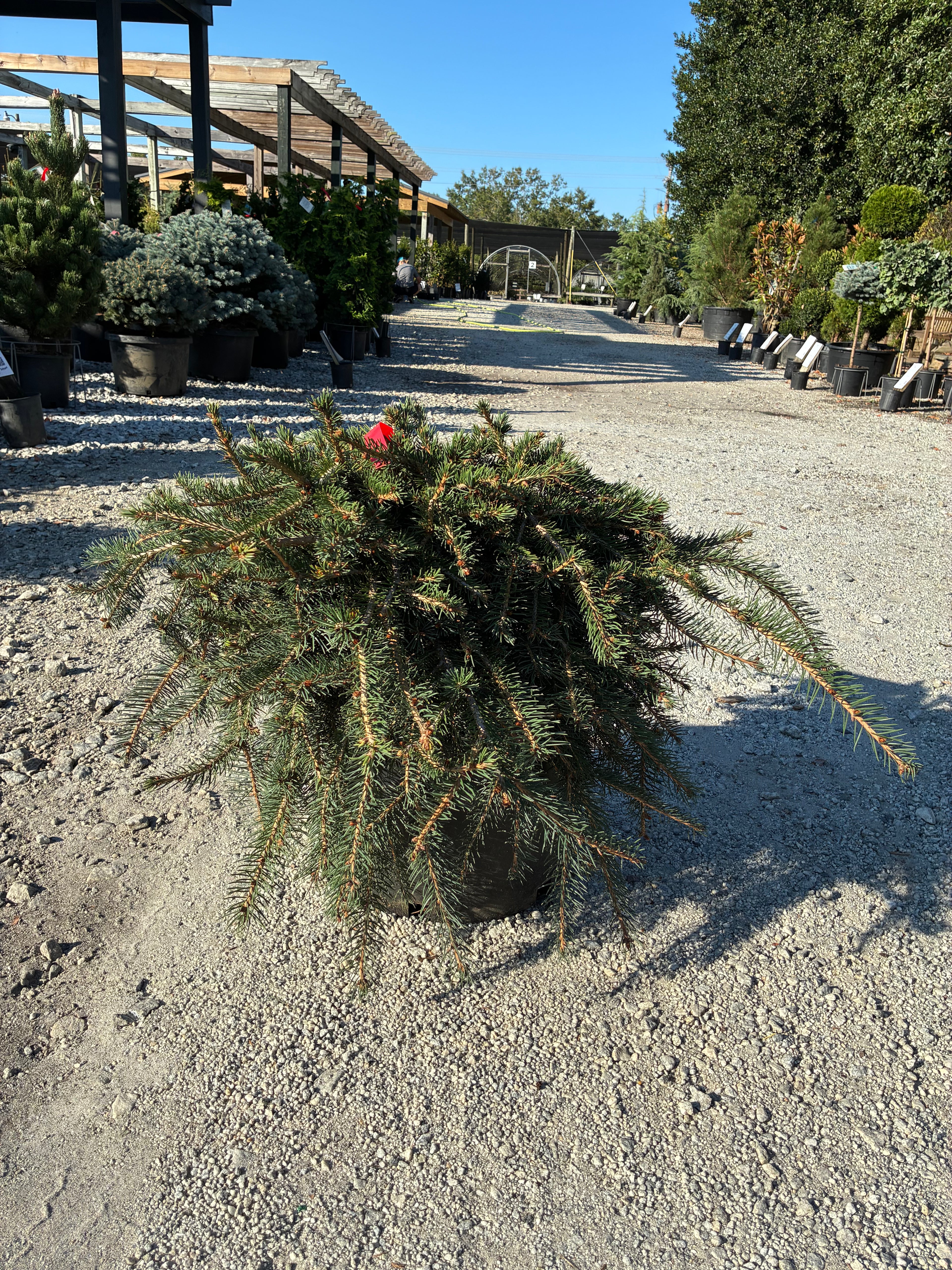 Formanek Norway Spruce