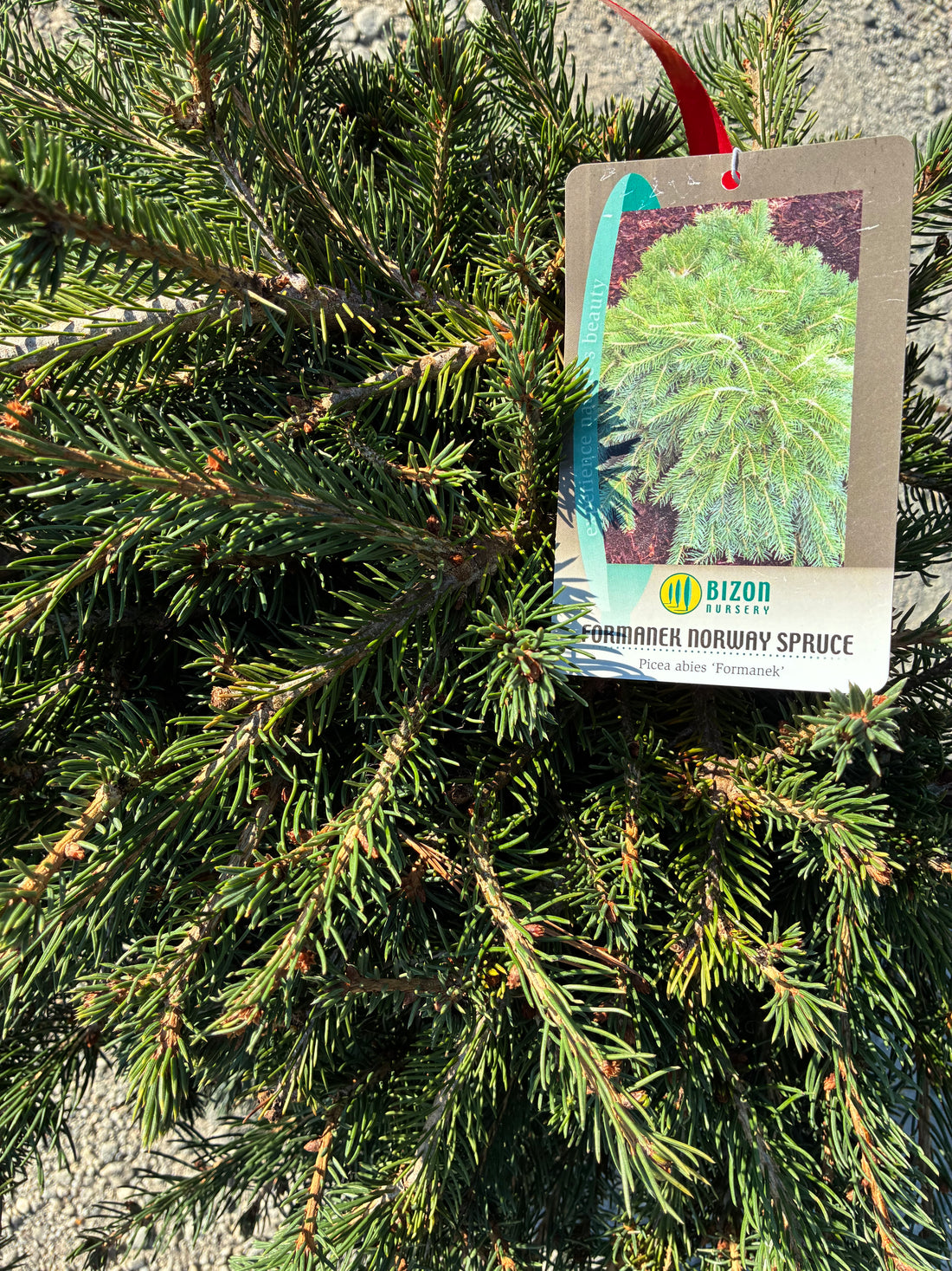 Formanek Norway Spruce