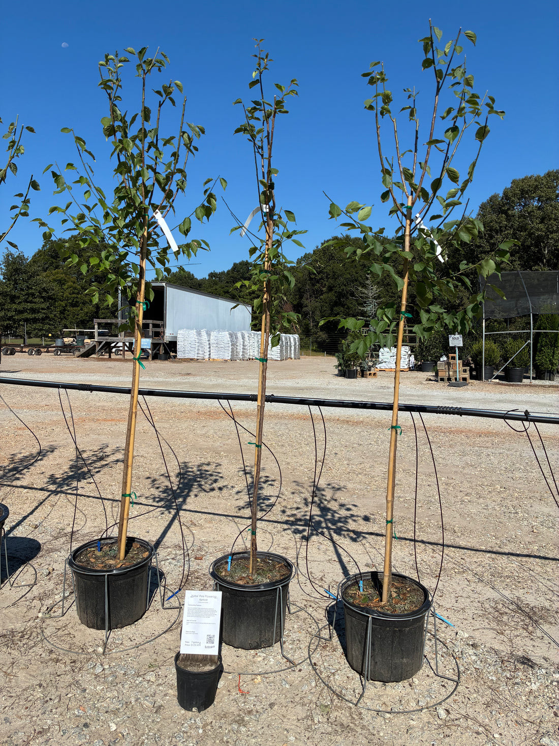 Kobai Apricot