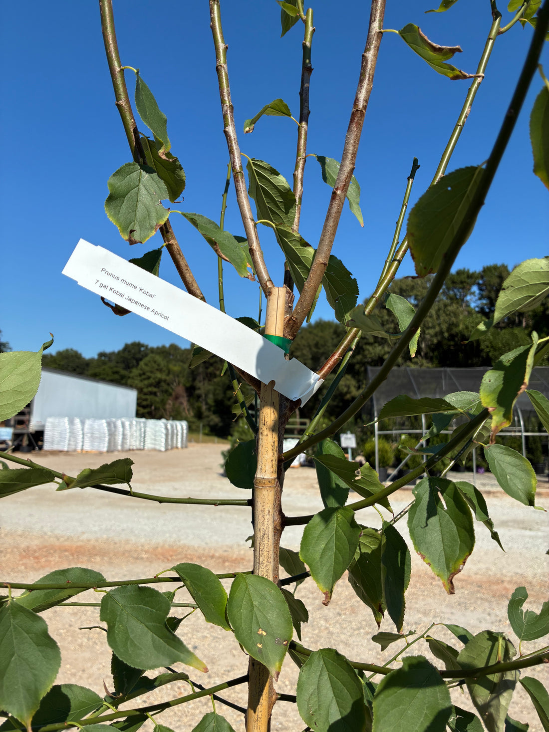 Kobai Apricot