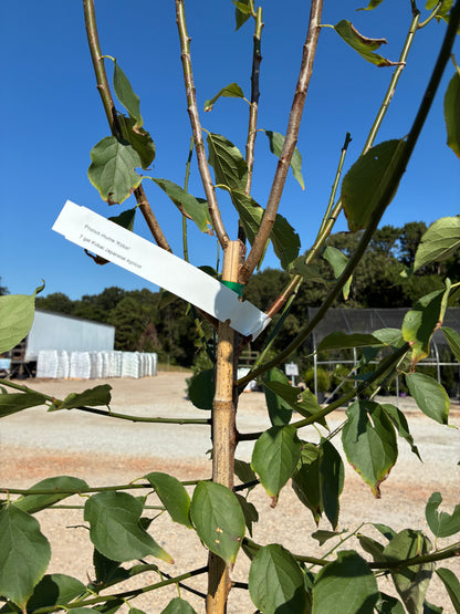 Kobai Apricot