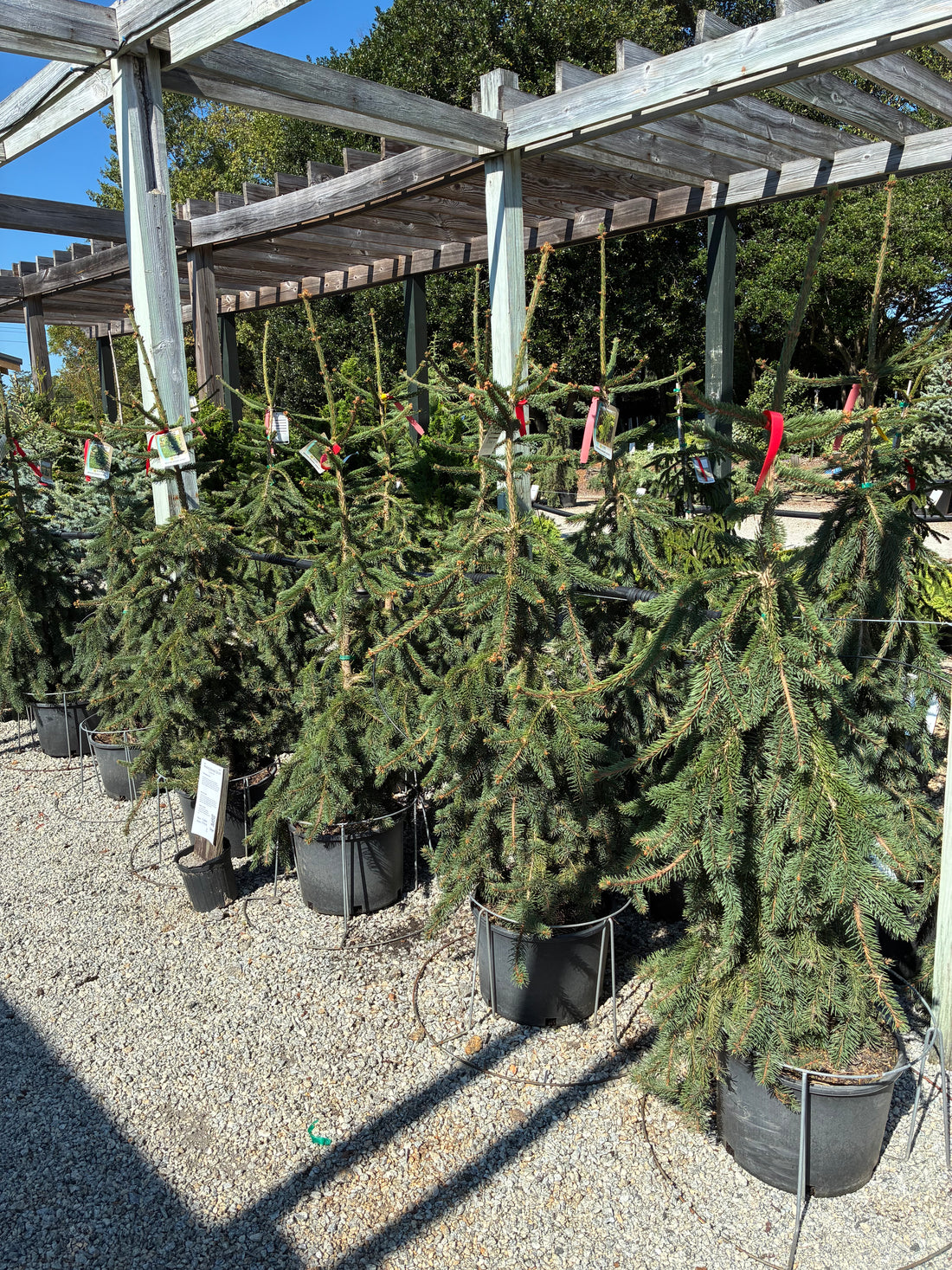 Weeping Norway Spruce