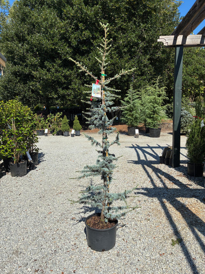 Blue Atlas Cedar
