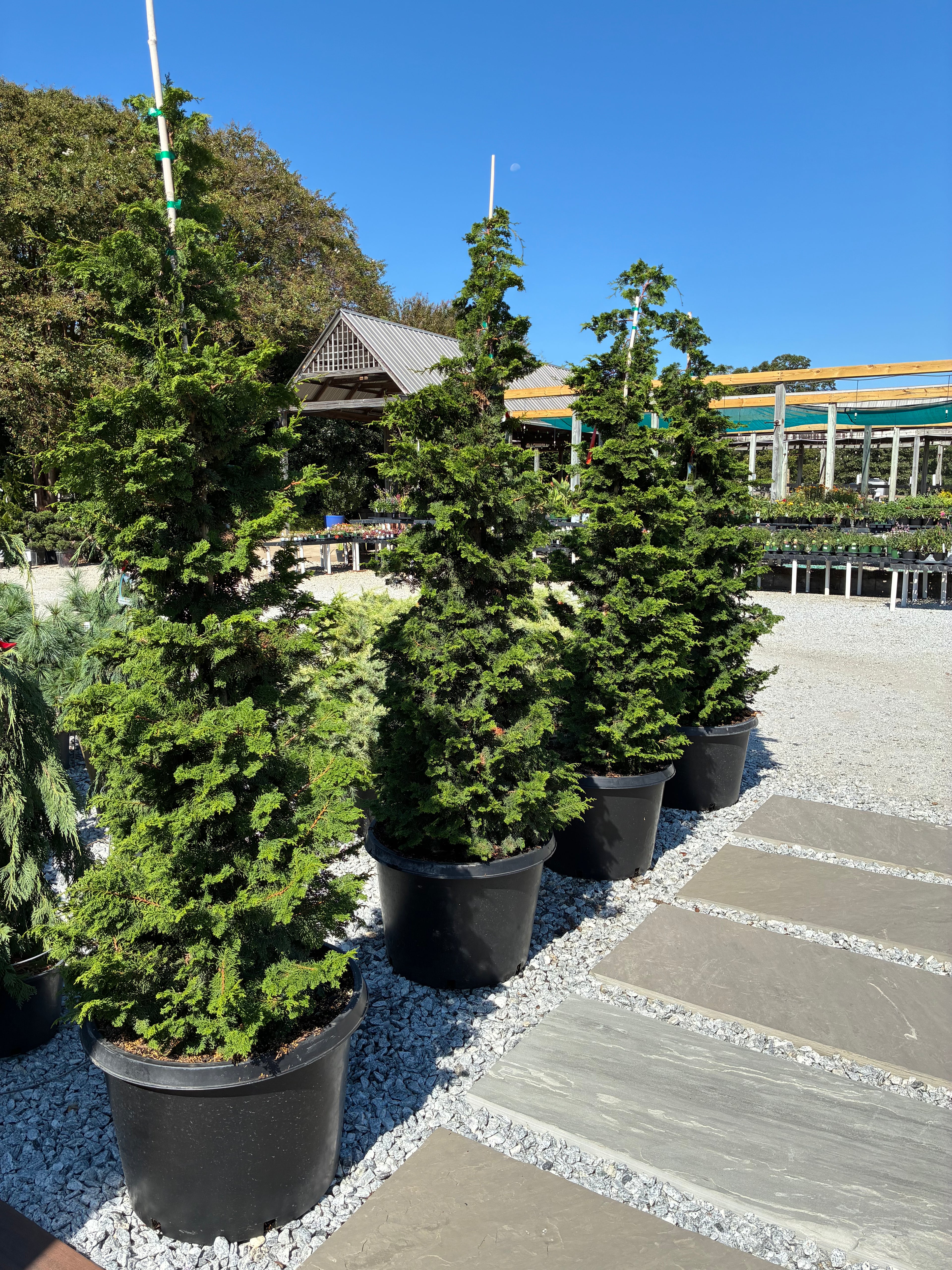 Gracilis Hinoki Cypress