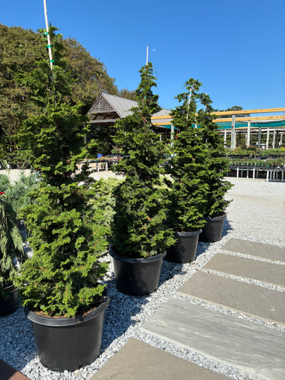 Gracilis Hinoki Cypress