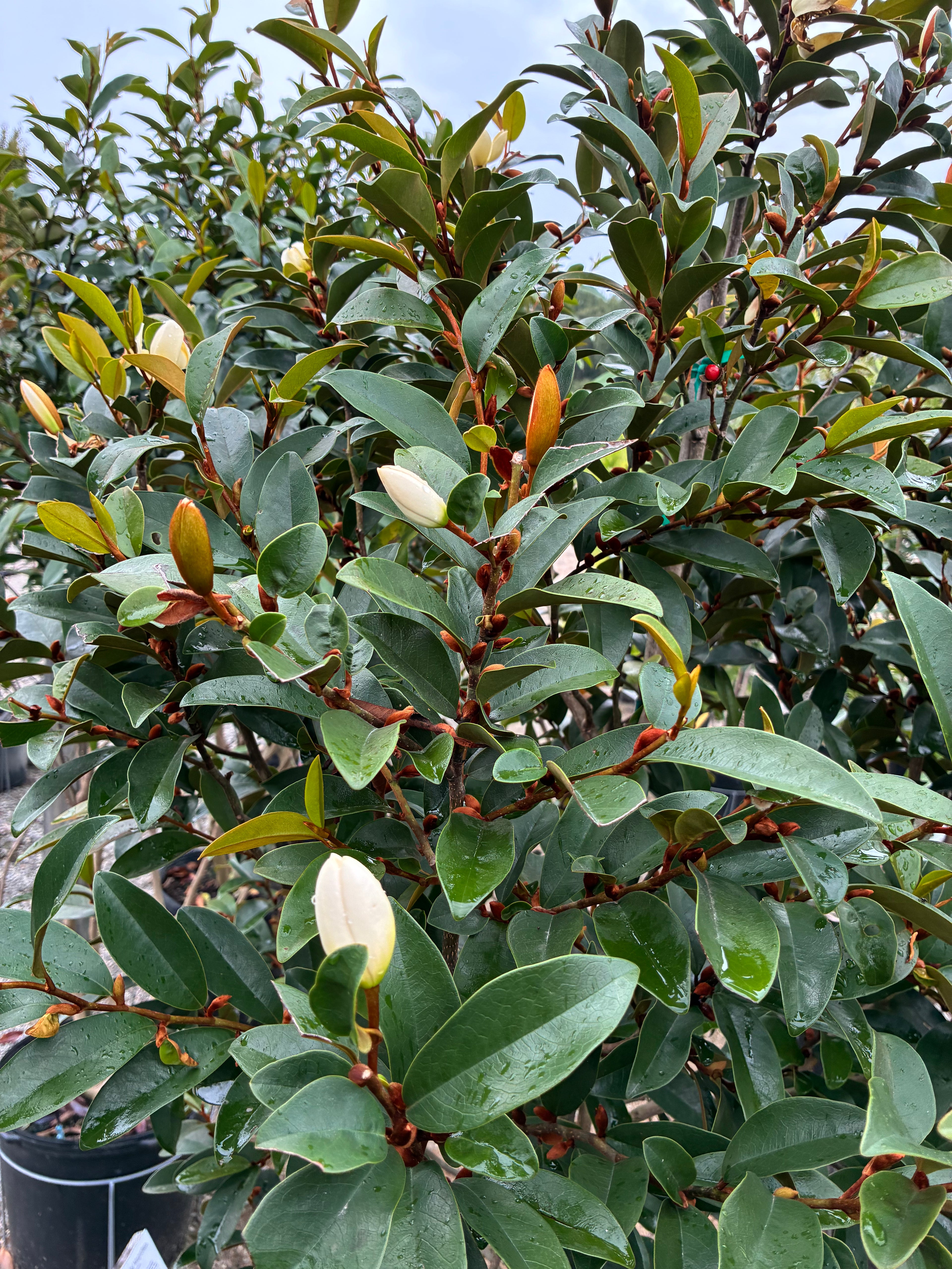 Serendipity Magnolia