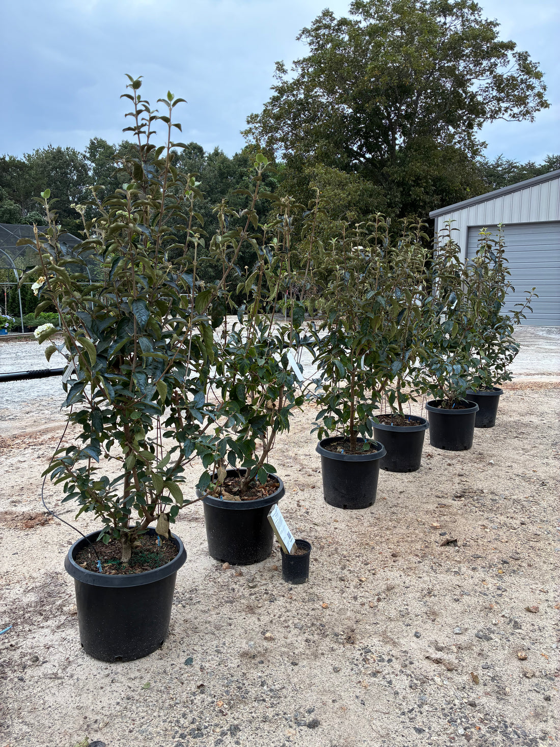 Chinese Snowball Viburnum