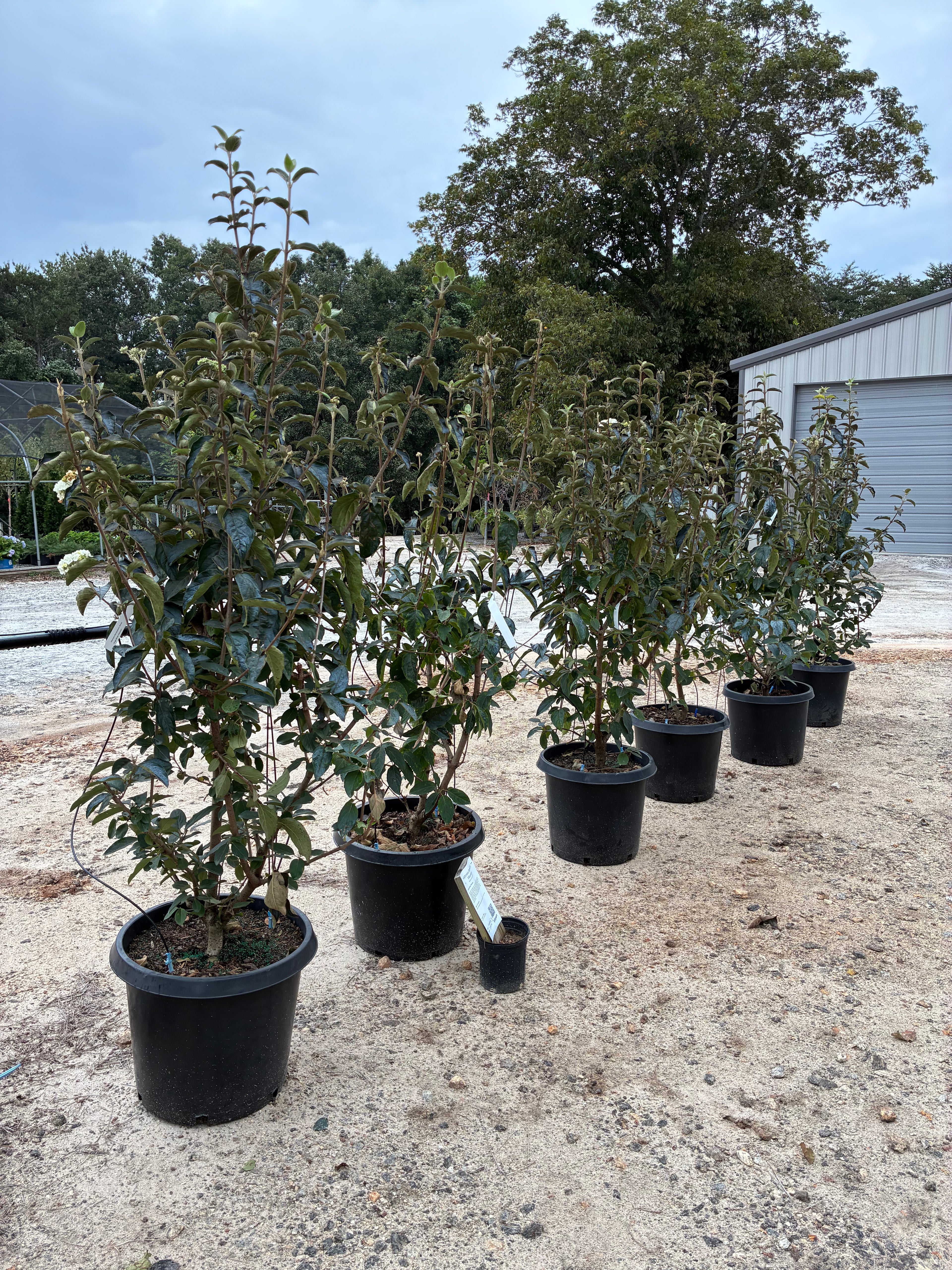 Chinese Snowball Viburnum