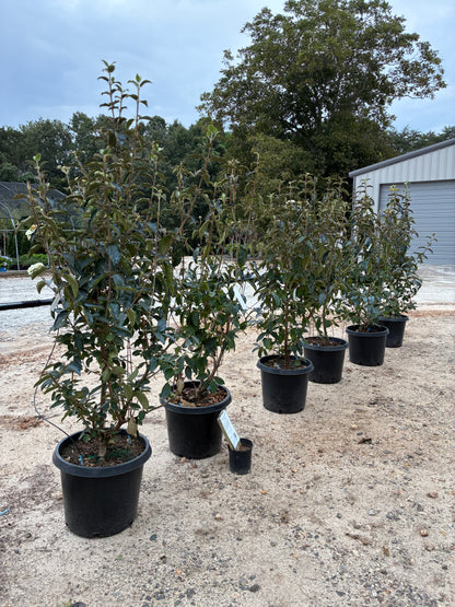 Chinese Snowball Viburnum