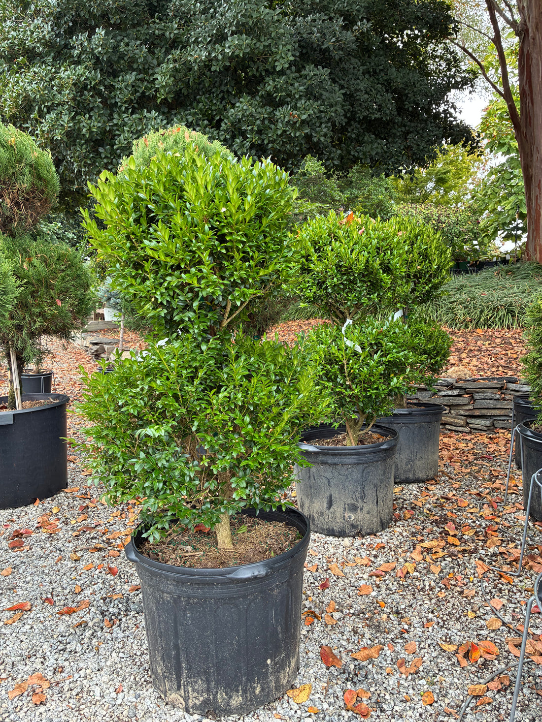 Korean Boxwood Topiary