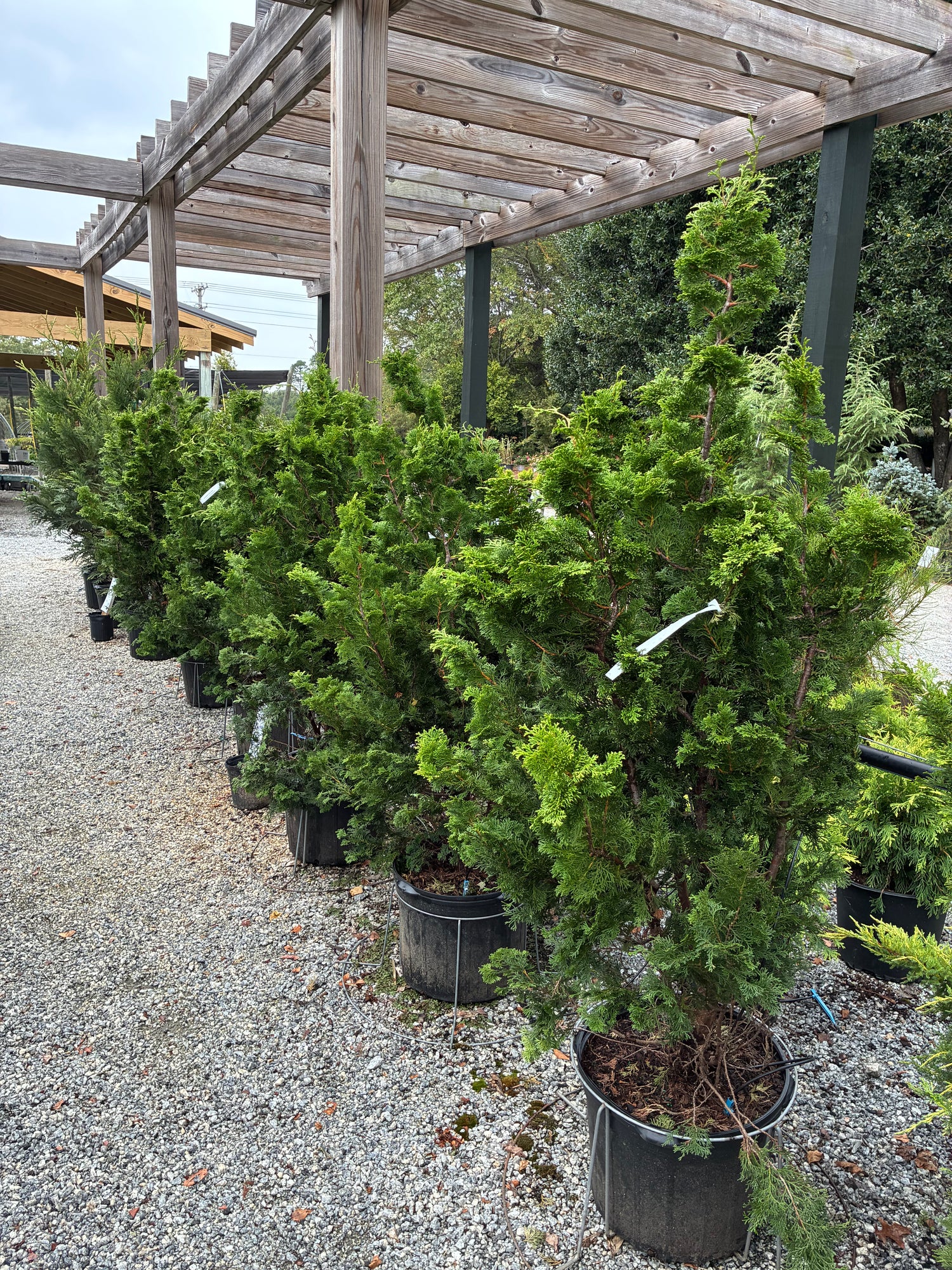 Kosteri Hinoki Cypress