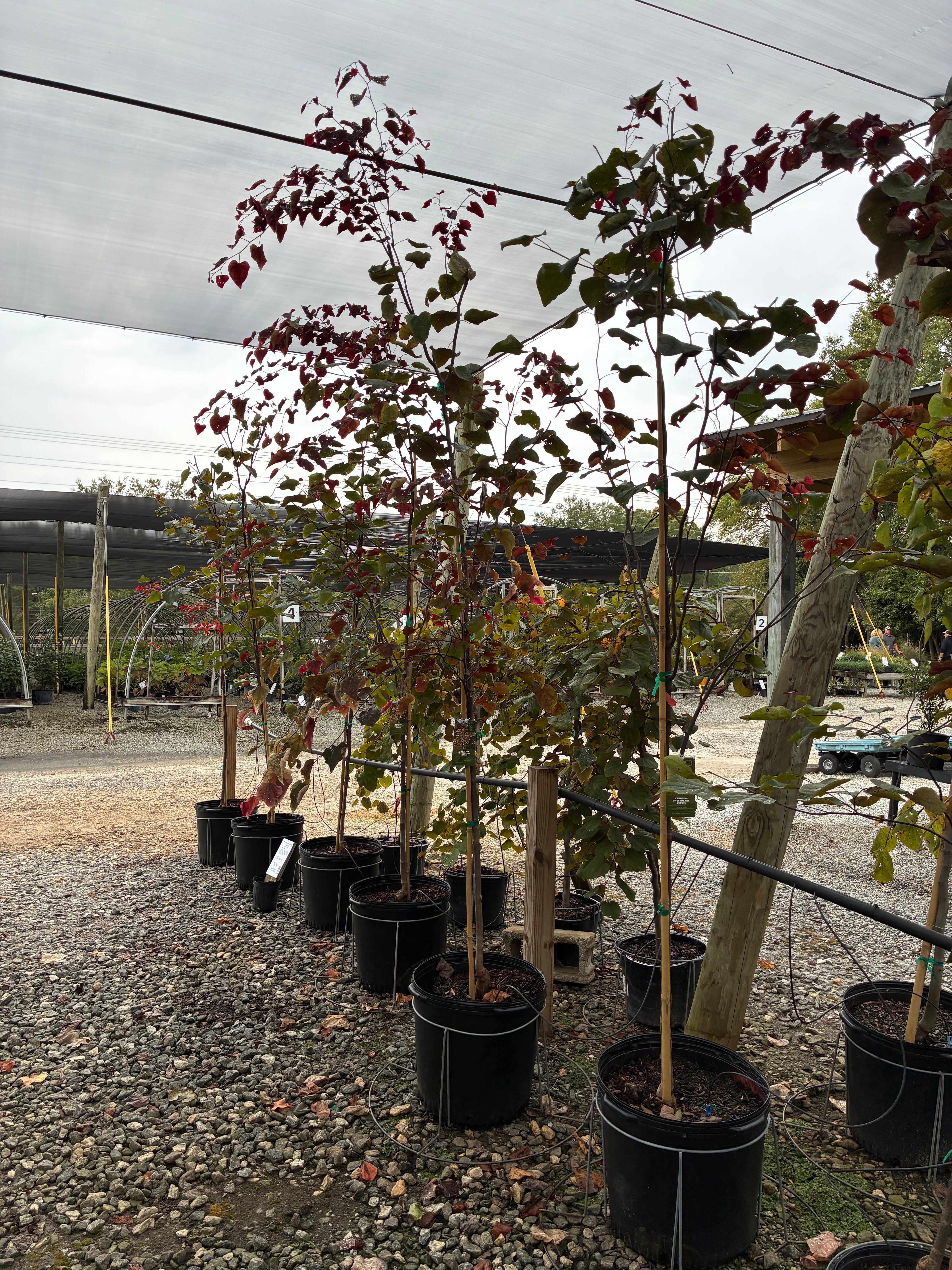 Carolina Sweetheart Redbud