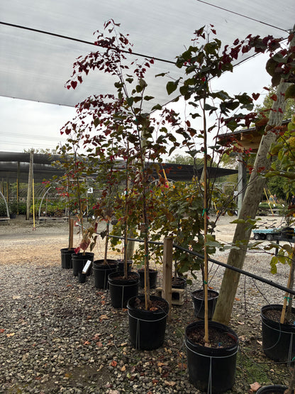 Carolina Sweetheart Redbud