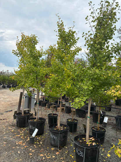 Autumn Gold Ginkgo