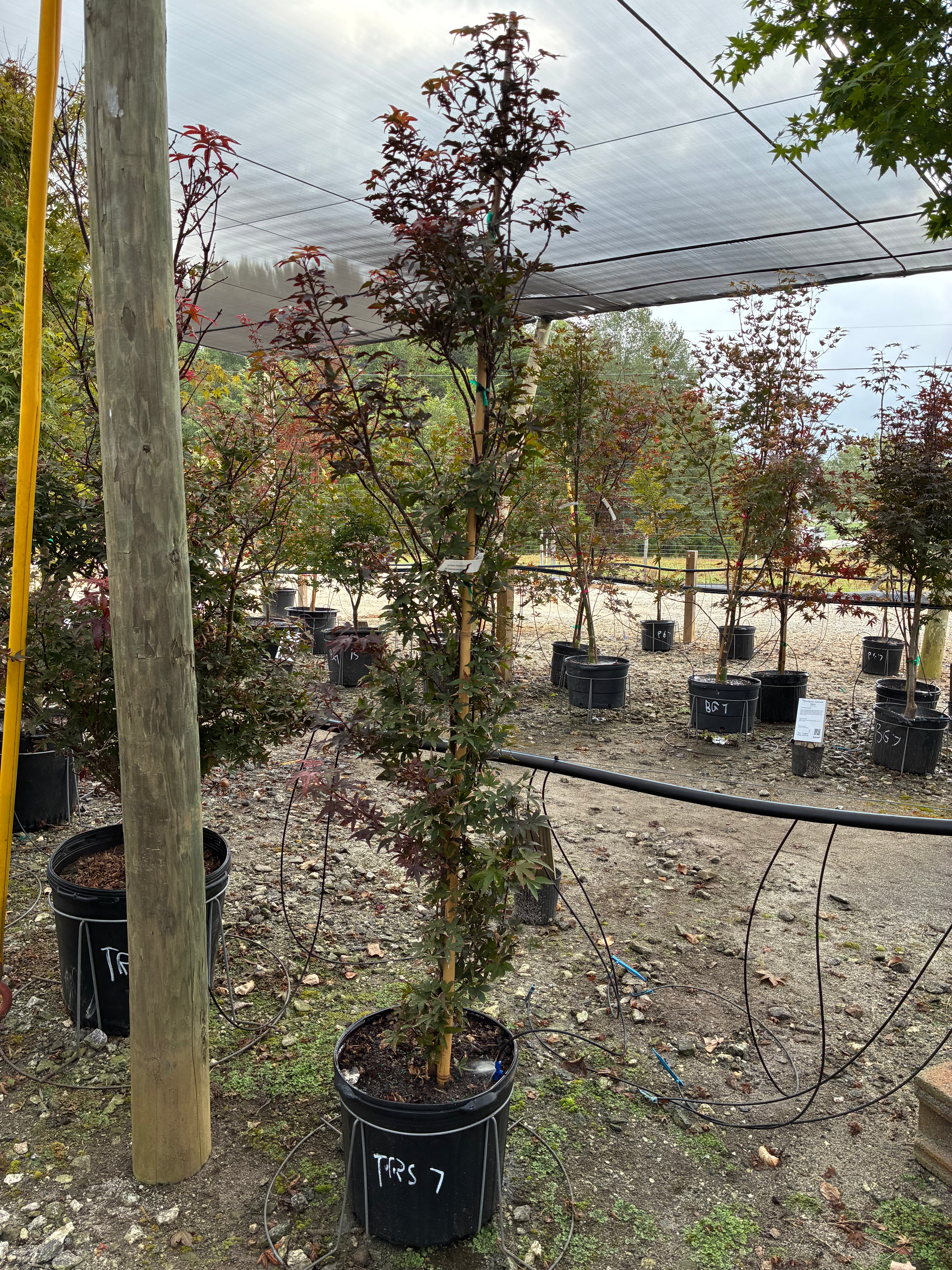 Sentinel Maple Twombley's Sentinel Japanese Maple – Lichtenfelt's
