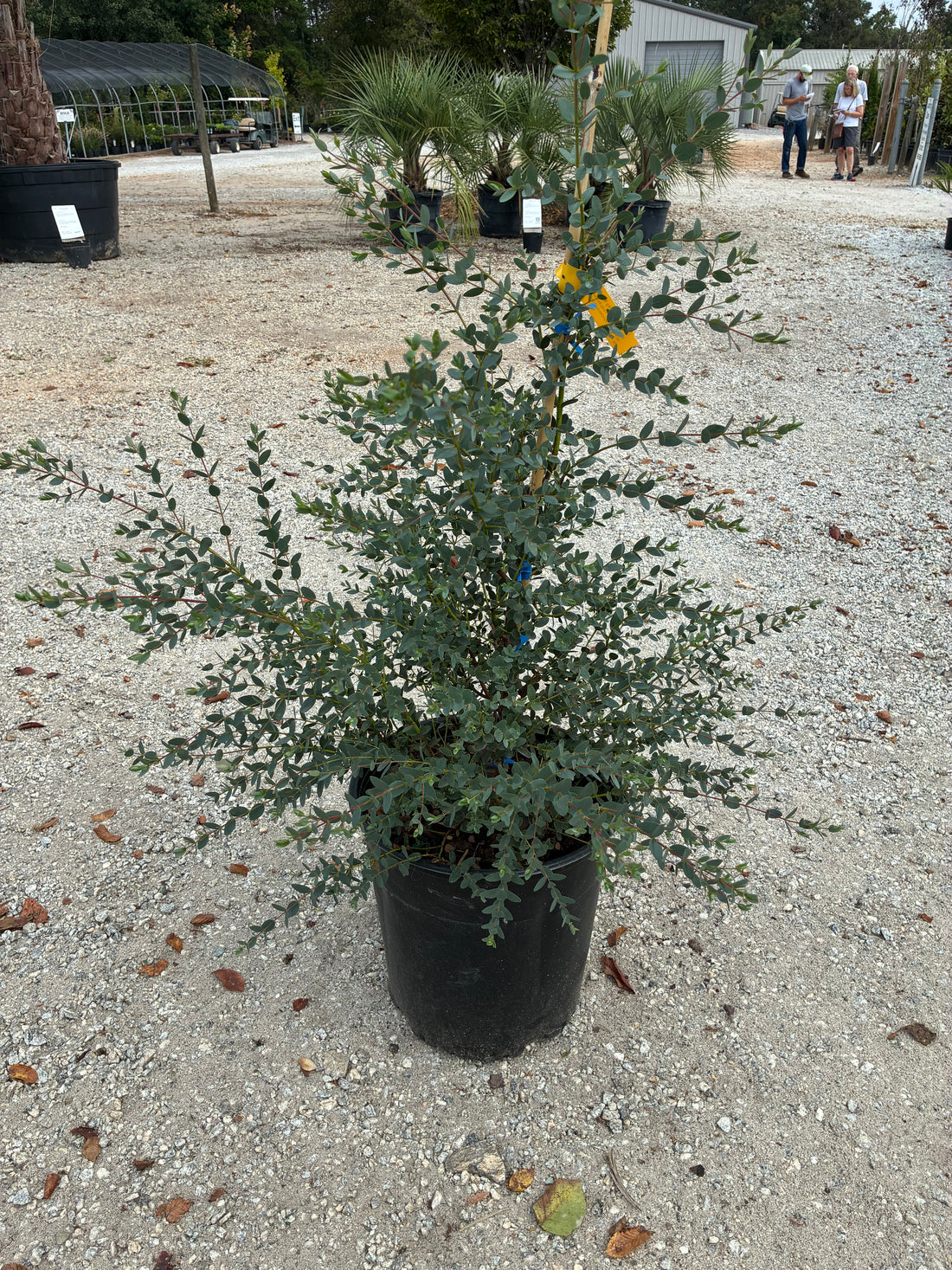 Funky Monkey Eucalyptus