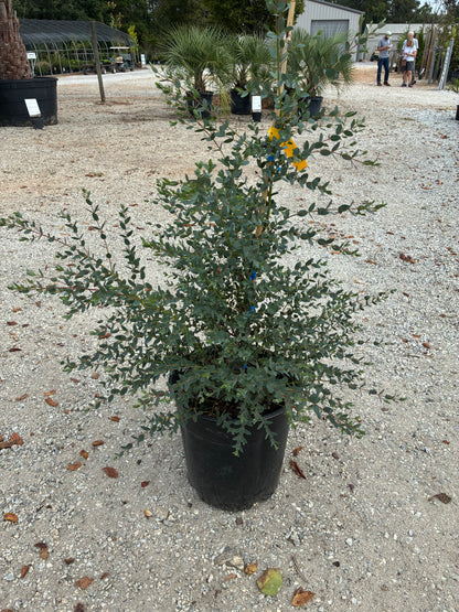 Funky Monkey Eucalyptus