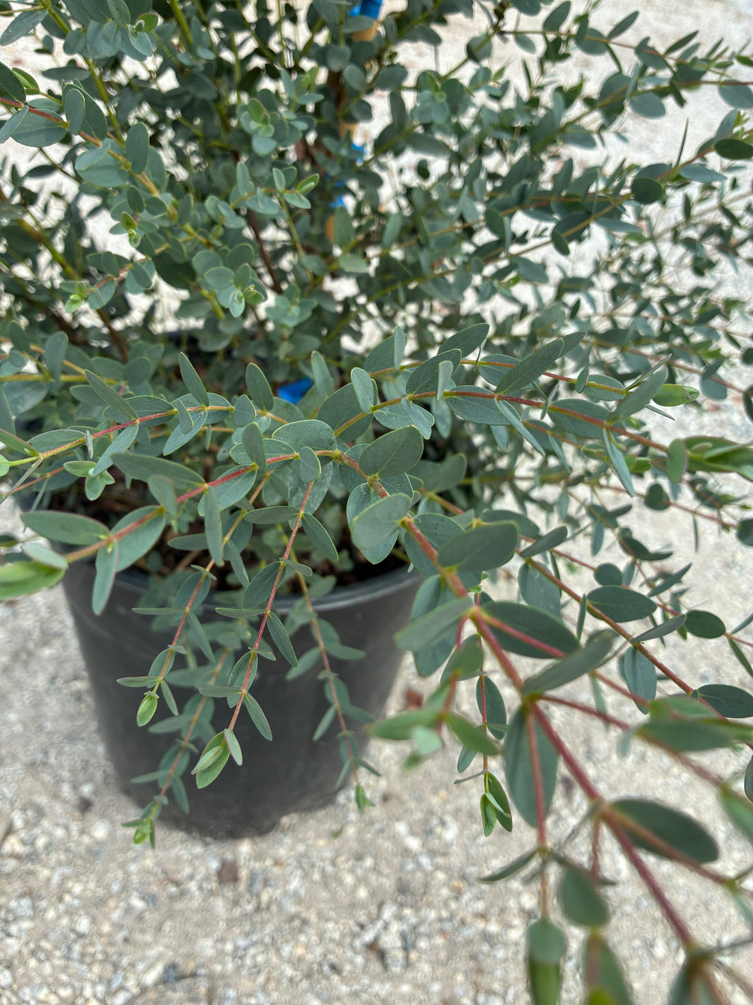 Funky Monkey Eucalyptus
