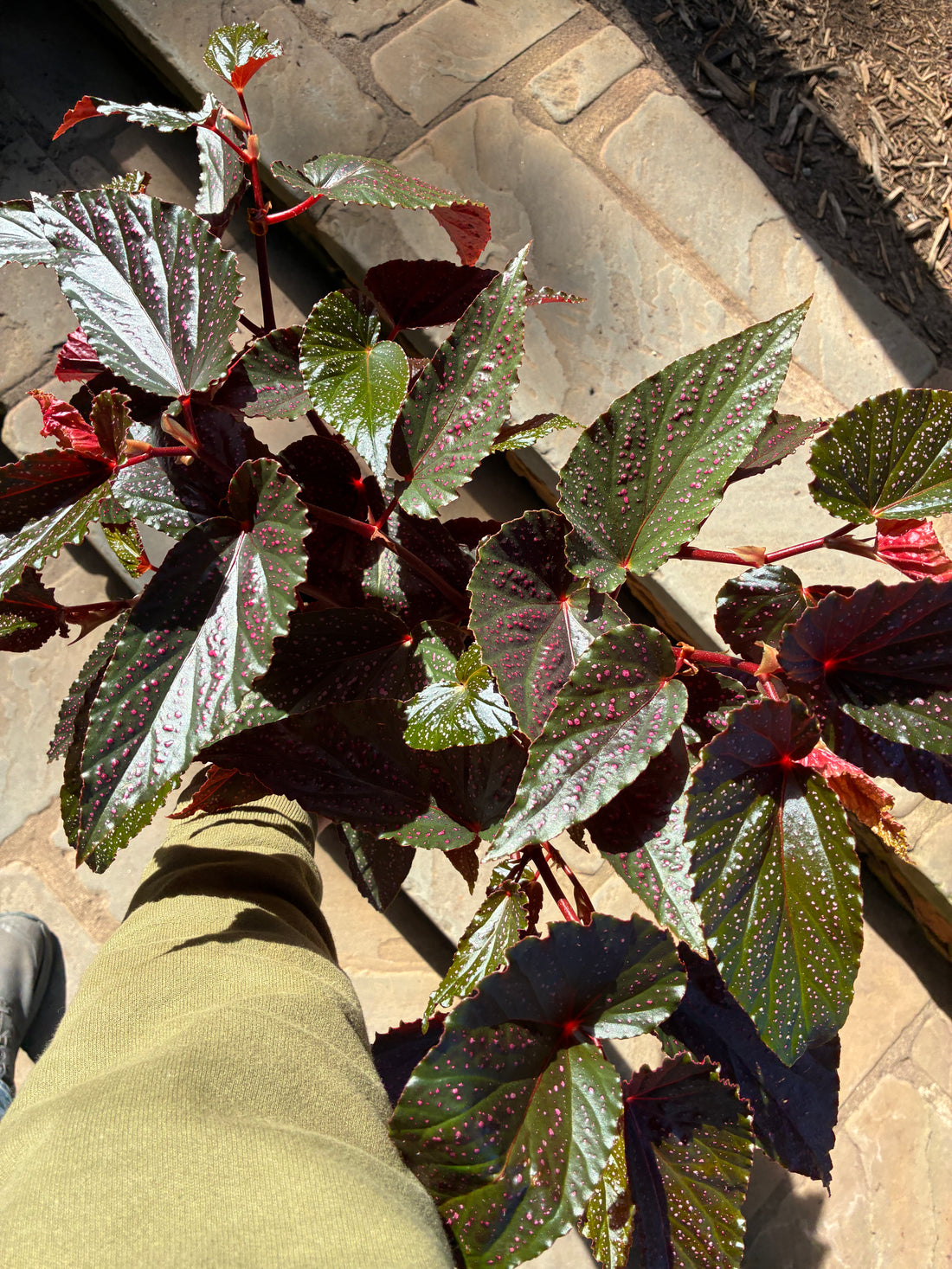 Red Leaf Begonia Maculata