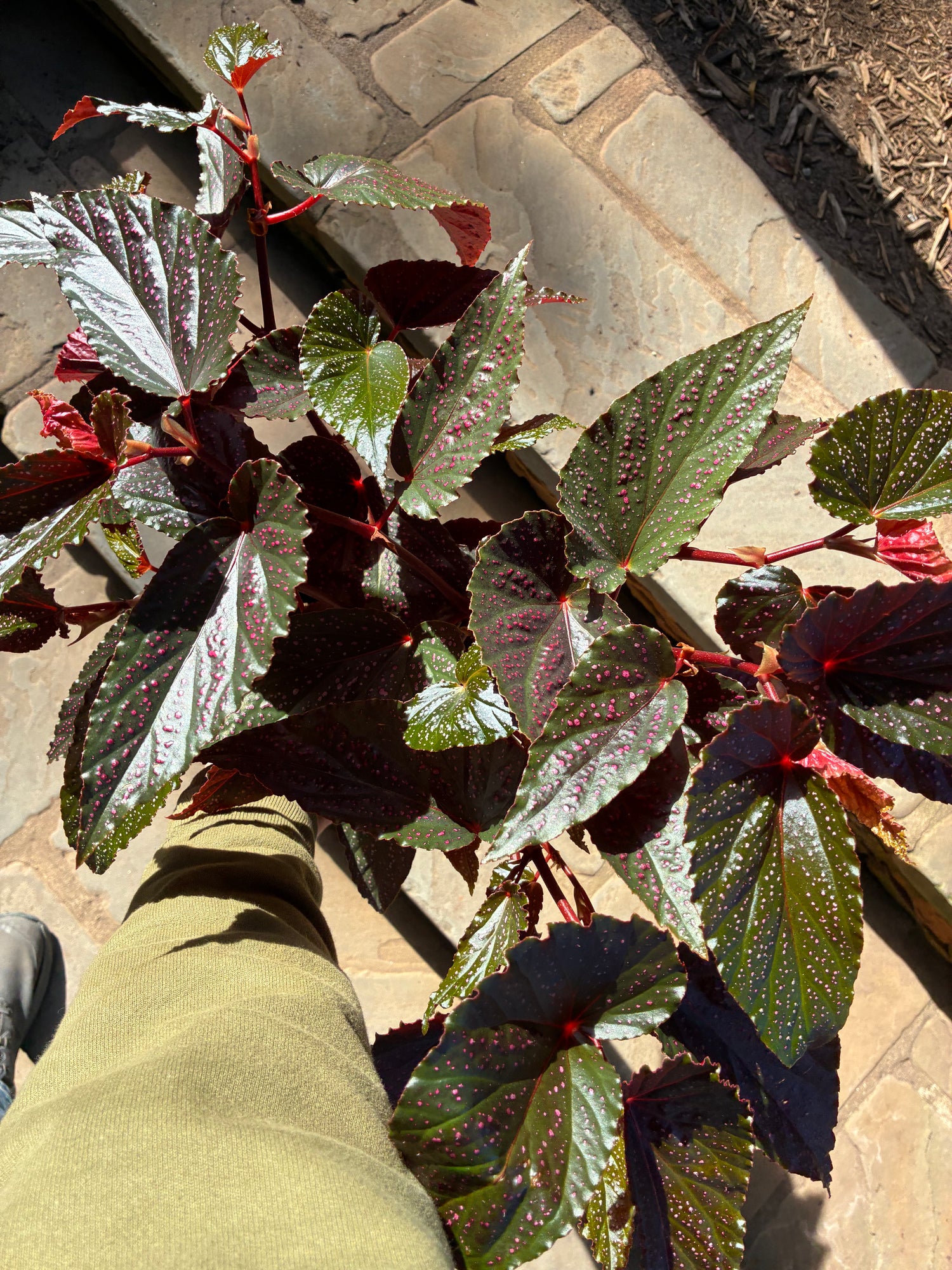 Red Leaf Begonia Maculata